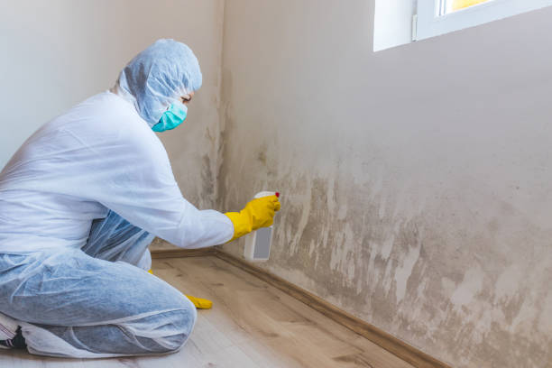 Licensed Commercial Mold Remediation service in Tampa, FL - 24 Hour Mold Removal